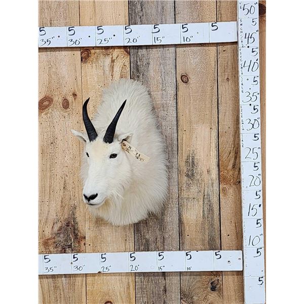 Mountain Goat Shoulder Mount Taxidermy
