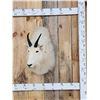Image 1 : Mountain Goat Shoulder Mount Taxidermy