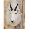Image 2 : Mountain Goat Shoulder Mount Taxidermy