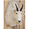 Image 3 : Mountain Goat Shoulder Mount Taxidermy