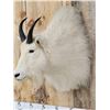 Image 4 : Mountain Goat Shoulder Mount Taxidermy