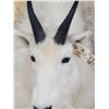 Image 5 : Mountain Goat Shoulder Mount Taxidermy