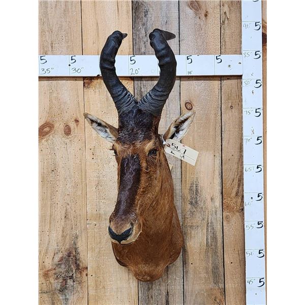 African Red Hartebeest Shoulder Mount Taxidermy