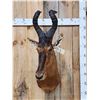 Image 1 : African Red Hartebeest Shoulder Mount Taxidermy