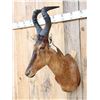 Image 2 : African Red Hartebeest Shoulder Mount Taxidermy