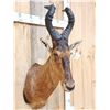 Image 3 : African Red Hartebeest Shoulder Mount Taxidermy