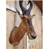 Image 4 : African Red Hartebeest Shoulder Mount Taxidermy