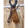 Image 5 : African Red Hartebeest Shoulder Mount Taxidermy