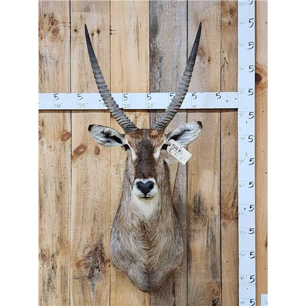 NICE African Waterbuck Shoulder Mount Taxidermy
