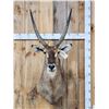 Image 1 : NICE African Waterbuck Shoulder Mount Taxidermy