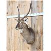 Image 2 : NICE African Waterbuck Shoulder Mount Taxidermy