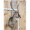 Image 3 : NICE African Waterbuck Shoulder Mount Taxidermy