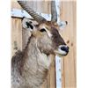 Image 4 : NICE African Waterbuck Shoulder Mount Taxidermy