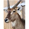 Image 5 : NICE African Waterbuck Shoulder Mount Taxidermy
