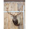 Image 1 : BIG 6x8 400 Class Elk Shoulder Mount Taxidermy