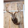 Image 2 : BIG 6x8 400 Class Elk Shoulder Mount Taxidermy