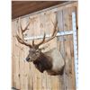 Image 3 : BIG 6x8 400 Class Elk Shoulder Mount Taxidermy