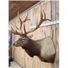 Image 4 : BIG 6x8 400 Class Elk Shoulder Mount Taxidermy