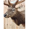 Image 5 : BIG 6x8 400 Class Elk Shoulder Mount Taxidermy