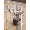 Image 6 : BIG 6x8 400 Class Elk Shoulder Mount Taxidermy