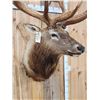 Image 7 : BIG 6x8 400 Class Elk Shoulder Mount Taxidermy