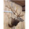 Image 8 : BIG 6x8 400 Class Elk Shoulder Mount Taxidermy