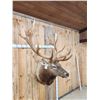 Image 9 : BIG 6x8 400 Class Elk Shoulder Mount Taxidermy