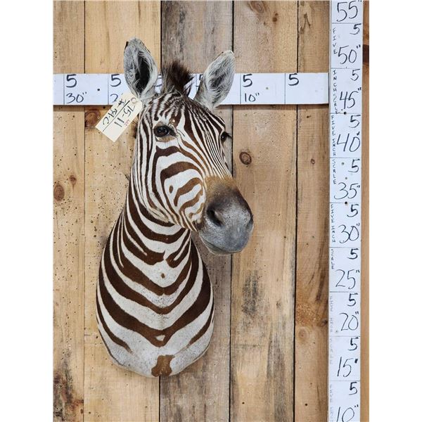 Awesome Zebra Shoulder Mount Taxidermy