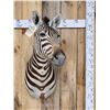 Image 1 : Awesome Zebra Shoulder Mount Taxidermy