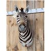 Image 2 : Awesome Zebra Shoulder Mount Taxidermy