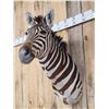 Image 3 : Awesome Zebra Shoulder Mount Taxidermy