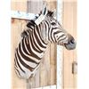 Image 4 : Awesome Zebra Shoulder Mount Taxidermy