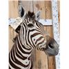 Image 5 : Awesome Zebra Shoulder Mount Taxidermy