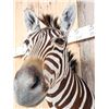 Image 6 : Awesome Zebra Shoulder Mount Taxidermy