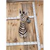 Image 7 : Awesome Zebra Shoulder Mount Taxidermy