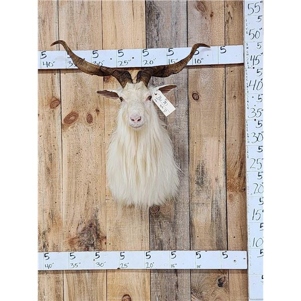 Angora Goat Shoulder Mount Taxidermy