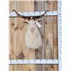 Image 1 : Angora Goat Shoulder Mount Taxidermy