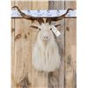 Image 2 : Angora Goat Shoulder Mount Taxidermy