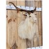 Image 3 : Angora Goat Shoulder Mount Taxidermy
