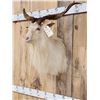 Image 4 : Angora Goat Shoulder Mount Taxidermy