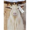 Image 5 : Angora Goat Shoulder Mount Taxidermy