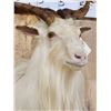 Image 6 : Angora Goat Shoulder Mount Taxidermy