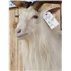 Image 7 : Angora Goat Shoulder Mount Taxidermy