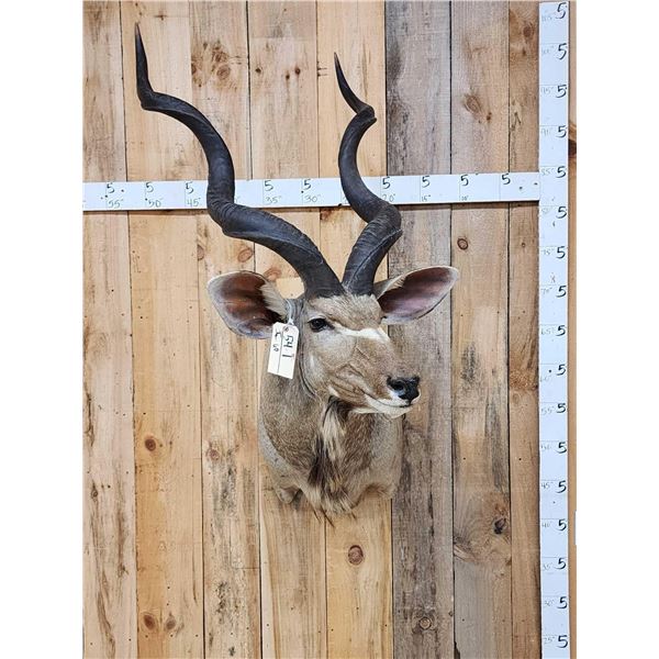 African Kudu Shoulder Mount Taxidermy