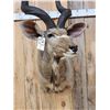 Image 2 : African Kudu Shoulder Mount Taxidermy