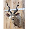 Image 3 : African Kudu Shoulder Mount Taxidermy