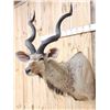 Image 4 : African Kudu Shoulder Mount Taxidermy