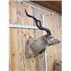 Image 5 : African Kudu Shoulder Mount Taxidermy