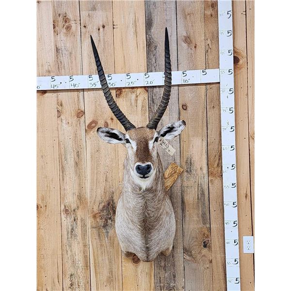 NICE African Waterbuck Shoulder Mount Taxidermy