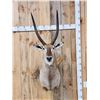 Image 1 : NICE African Waterbuck Shoulder Mount Taxidermy